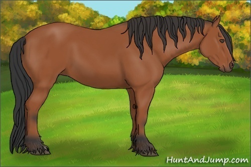 Horse Color:Bay Frame 