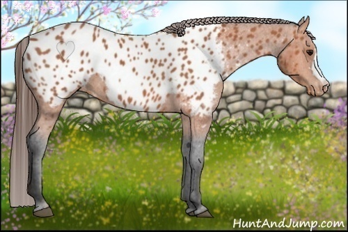 Horse Color:Bay Appaloosa 