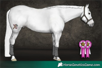 Horse Color:Gray Brown Tobiano Rabicano 