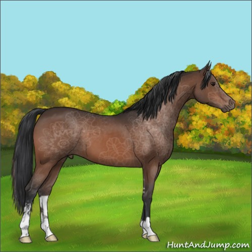 Horse Color:Brown Mushroom Sabino 