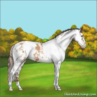 Horse Color:Brown Pearl Sabino
