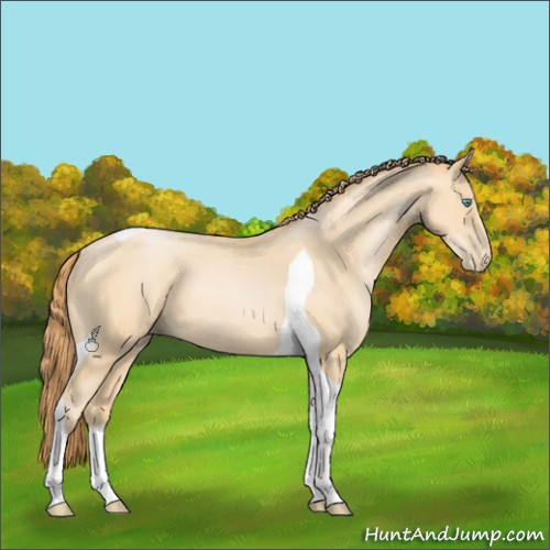 Horse Color:Buckskin Pearl Tobiano 