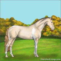 Horse Color:Buckskin Pearl Tobiano 