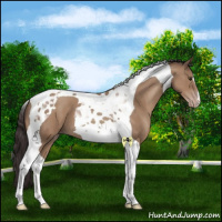 Horse Color:Classic Champagne Tobiano