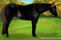 Horse Color:Void White Spotted Buckskin Dun Appaloosa 