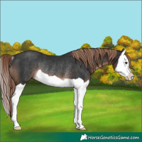 Horse Color:Liver Chestnut Splash Rabicano 