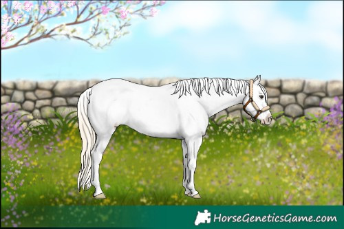 Horse Color:Palomino Sabino Appaloosa 