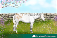 Horse Color:Palomino Sabino Blanket 