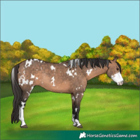 Horse Color:White Spotted Bay Dun Sabino Rabicano 