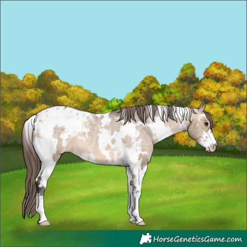 Horse Color:White Spotted Brown Dun Sabino Appaloosa Rabicano 