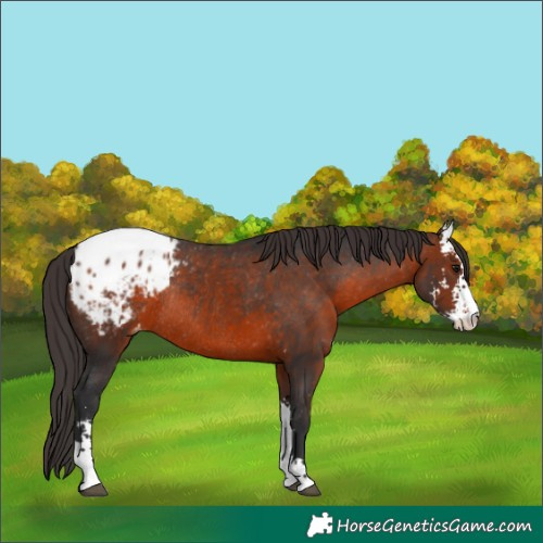 Horse Color:Brown Sabino Appaloosa Rabicano 