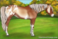 Horse Color:Silver Bay Onyx Tobiano Appaloosa Rabicano 