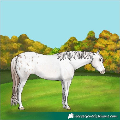 Horse Color:Brown Dun Sabino Appaloosa 