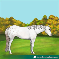 Horse Color:Brown Dun Sabino Appaloosa 