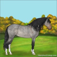 Horse Color:Brown Roan Dun 