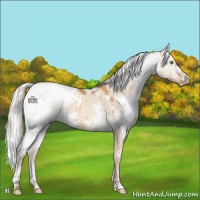 Horse Color:White Spotted Silver Sable Champagne Dun Appaloosa 