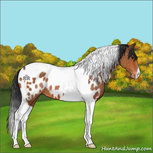 Horse Color:Bay Tobiano Appaloosa 