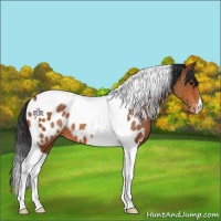 Horse Color:Bay Tobiano Appaloosa 
