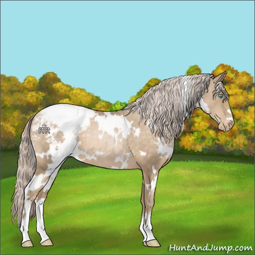 Horse Color:White Spotted Chocolate Palomino Pearl Snowcap 