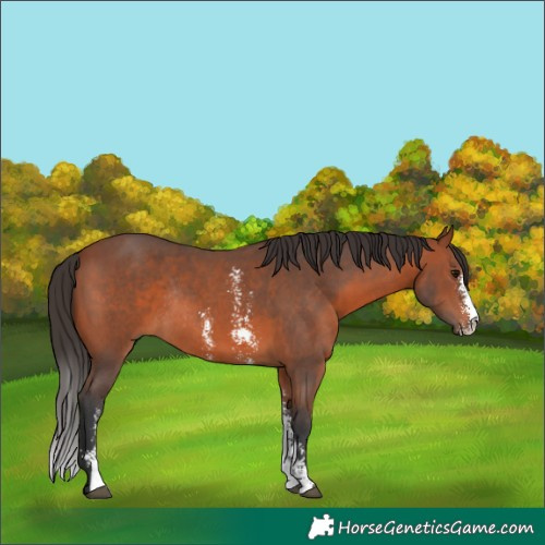 Horse Color:Bay Sabino Rabicano 