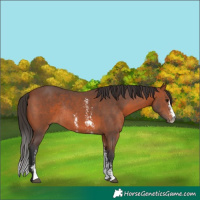 Horse Color:Bay Sabino Rabicano