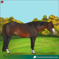 Horse Color:Brown 