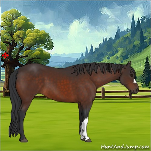 Horse Color:Brown 