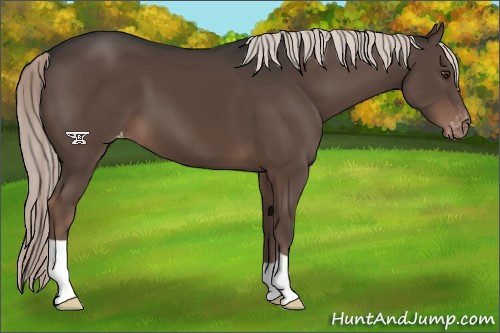 Horse Color:Liver Chestnut Appaloosa 