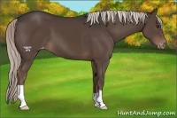 Horse Color:Liver Chestnut Appaloosa 