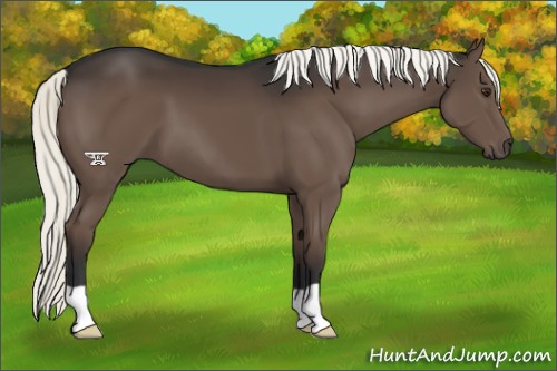 Horse Color:Liver Chestnut