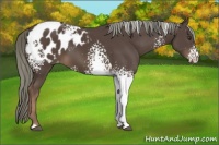 Horse Color:White Spotted Liver Chestnut Mushroom Appaloosa