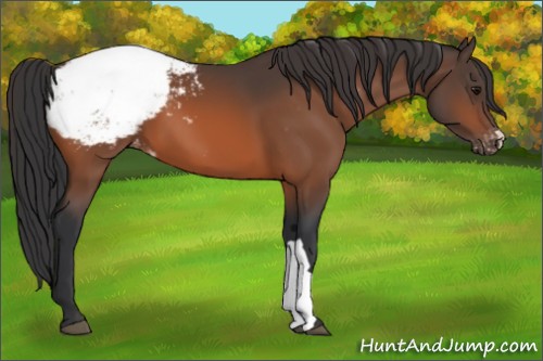 Horse Color:Bay Appaloosa 