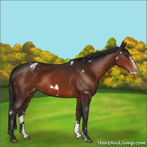 Horse Color:White Spotted Brown Frame Appaloosa Rabicano 