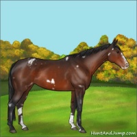 Horse Color:White Spotted Brown Frame Appaloosa Rabicano 