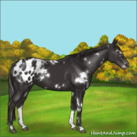 Horse Color:White Spotted Smoky Black Appaloosa 