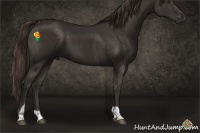 Horse Color:Liver Chestnut Sabino Tobiano