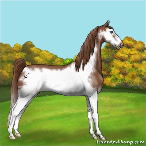 Horse Color:Chestnut Splash Frame 
