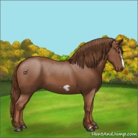 Horse Color:Chestnut Splash Frame