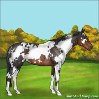 Horse Color:White Spotted Brown Rabicano 