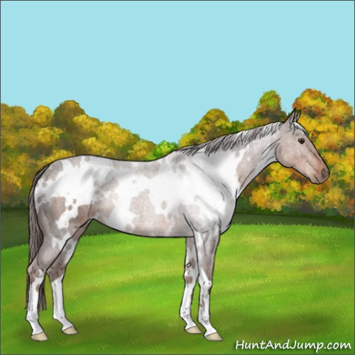 Horse Color:White Spotted Liver Chestnut 