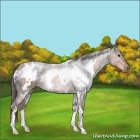 Horse Color:White Spotted Liver Chestnut 