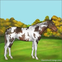 Horse Color:White Spotted Liver Chestnut Tobiano