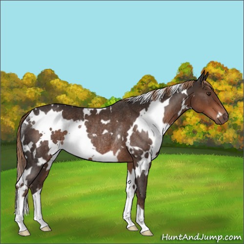 Horse Color:White Spotted Liver Chestnut Rabicano 