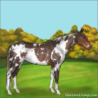 Horse Color:White Spotted Liver Chestnut Rabicano 