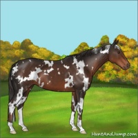 Horse Color:White Spotted Liver Chestnut 