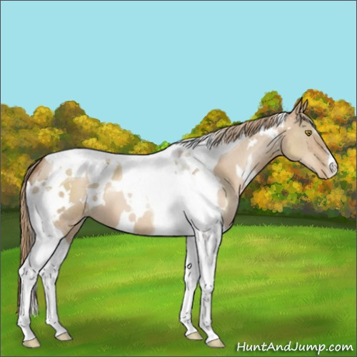 Horse Color:White Spotted Liver Red Dun Pearl Tobiano 