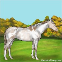 Horse Color:White Spotted Liver Chestnut Pearl 