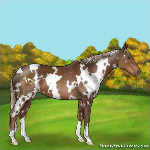 Horse Color:White Spotted Liver Chestnut 