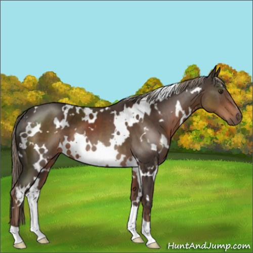 Horse Color:White Spotted Liver Chestnut 