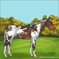 Horse Color:White Spotted Liver Chestnut